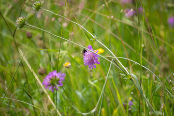 Closeup of mountain meadow in the alps