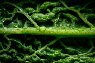 Closeup of waterdrops on a chard leaf