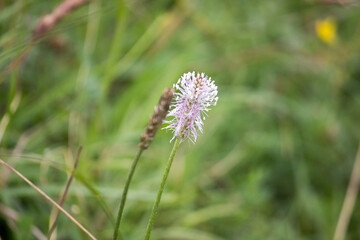Closeup of mountain meadow in the alps