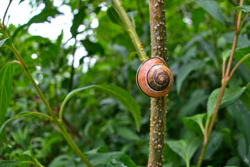 The grove snail, brown-lipped snail or Lemon snail Cepaea nemoralis air-breathing land snail, a terrestrial pulmonate gastropod mollusc with yellow shell close up on green bush among leaves in nature