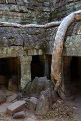 Naklejka premium Distinctive trees growing at Ta Prohm temple, Angkor, Siem Reap, Cambodia