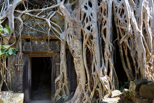 Distinctive trees growing at Ta Prohm temple, Angkor, Siem Reap, Cambodia