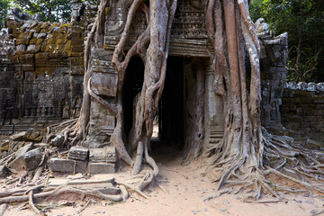 Distinctive strangler fig at Ta Som temple, Angkor, Siem Reap, Cambodia