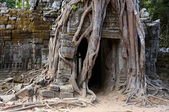 Distinctive strangler fig at Ta Som temple, Angkor, Siem Reap, Cambodia