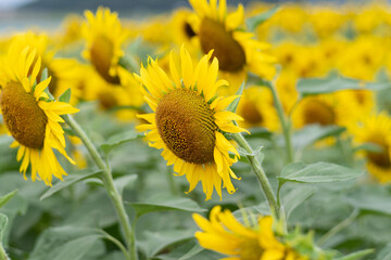 満開のひまわり畑