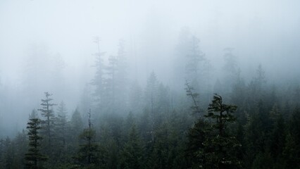 Dark foggy forest with fir trees in early morning, a gloomy mood