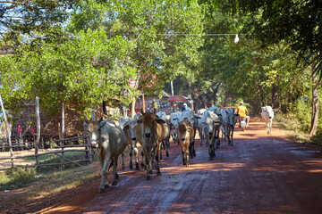 Cows sheperd in the countryside of Cambodia