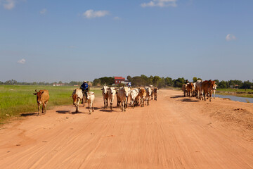 Cows sheperd in the countryside of Cambodia