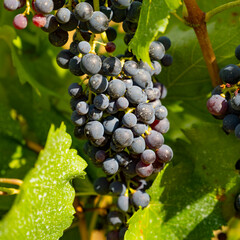 Most beautiful vineyards in Germany.