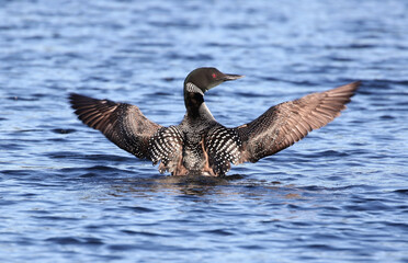 loon in water during summer
