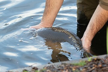 Closeup of linear mirror carp releasing back into the lake