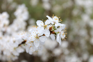 Obraz premium Fleurs de pommier 3