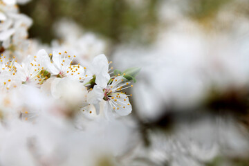 Fleurs de pommier 2