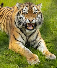 Vertical shot of an amur tiger looking into the camera - obrazy, fototapety, plakaty