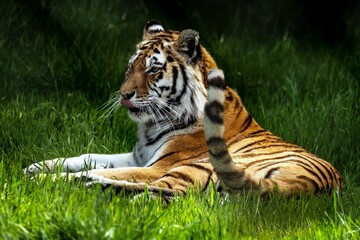 Closeup shot of an amur tiger lying on the grass