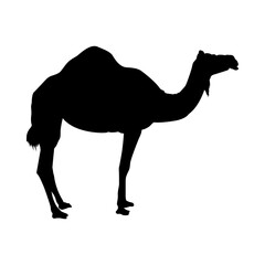 Silueta de dromedario o camello árabe aislado en color negro - obrazy, fototapety, plakaty