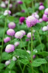 センニチコウ（千日紅）