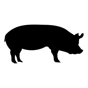Silueta de cerdo aislado en color negro