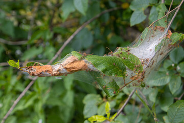 Silk web of the apple ermine moth, also called Yponomeuta malinellus or Apfel Gespinstmotte