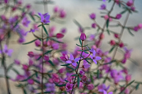pink flower - boronia pinnata - Australian native