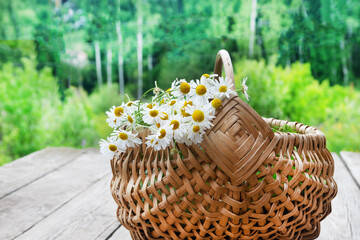 Fototapeta na wymiar Bouquet of wild daisies collected in a basket. The concept of collecting medicinal plants