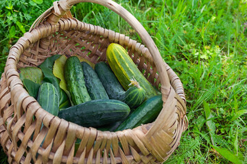 Ripe green cucumbers lie in a wicker basket among the grass. The concept of harvesting vegetables in summer and autumn