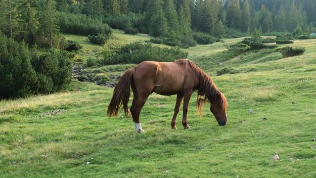 A beautiful brown horse eats grass