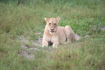 Naklejka na ściany i meble Beautiful Lion Caesar in the golden grass of Masai Mara, Kenya Panthera Leo.