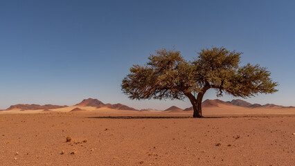Naklejka na ściany i meble huge sand dunes in the Namib Desert with trees in the foreground of Namibia