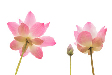 pink lotus  blossom isolated on png or transparent background