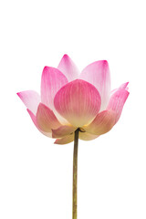 Fototapeta na wymiar pink lotus blossom isolated on png or transparent background