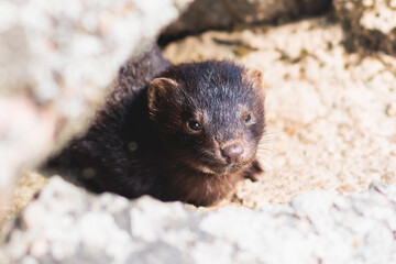 Wild european eurasian mink (mustela lutreola), close up portrait of cute russian mink, Russia, Leningrad oblast by the lake river stone shore