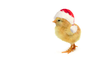 Cute baby chick in Santa hat isolated, Christmas and New Year concept