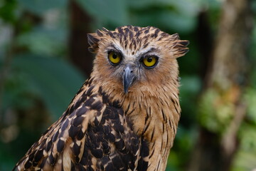 The owl