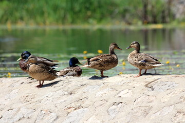 Wild ducks or mallards or Anas platyrhynchos medium sized waterfowl dabbling male and female ducks calmly standing on top of dry cracked old stone and rock river dam holding calm river