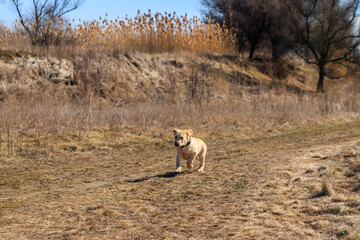 Obraz premium Cute labrador retriever puppy running on a meadow