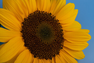 Naklejka premium Bright yellow sunflower on blue. Sunflowers are a symbol of Ukraine. Copy space for your text.