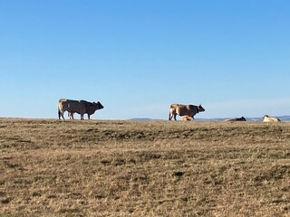 Aubrac aveyronnais (Saint-Chély d'Aubrac-Espalion)