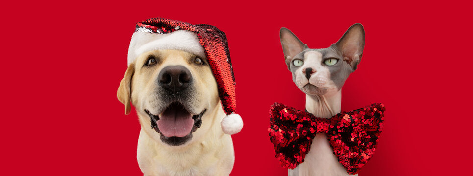 Banner Christmas pets. Labrador retriever dog and sphynx cat wearing a santa claus and and bow tie. Isolated on red background