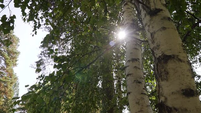 Birch trunks and branches with green natural leaves revealing sun flares, pan in the autumn forest, calm day. Sun rays bursting through fresh foliage blowing in wind. Tranquility and relaxing.