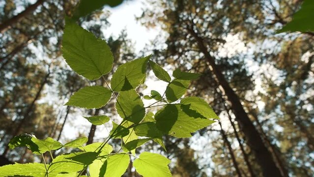 Green fresh natural leaves revealing summer sun flare beams light. Sun rays bursting through blowing in wind, backlight wood foliage in a bright day forest under sky. Ecology and save Earth.