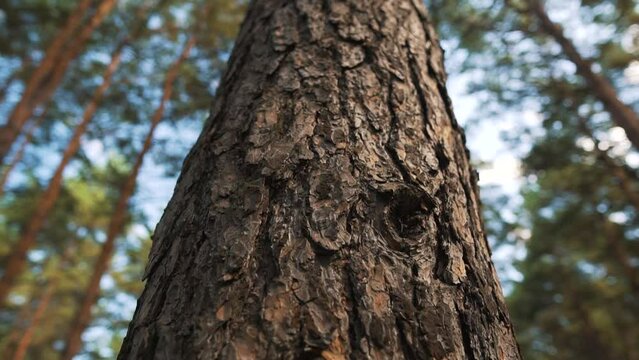 Coniferous textured wood with long tree trunk for timber in a bright, sunny day with blue sky. Pine plant forest for logging, firewood, bottom view.  Low angle tilt. 