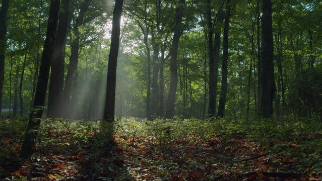 Windy morning in foggy forest with sun beaming through tree canopy- Timelapse