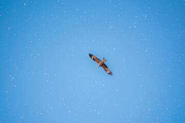The bird of prey Black Kite flying in blue Sky in winter snowfall