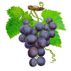 Drawing of a bunch of ripe grapes. For wine label design and restaurant menu illustration.