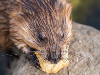 Wild animal Muskrat, Ondatra zibethicuseats, eats on the river bank