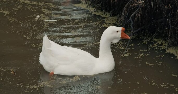 White domestic geese and ducks swim in pond on farm. Natural agriculture, private farmstead and production of eco products. Latin, international name of birds is Anser anser and Anas platyrhynchos