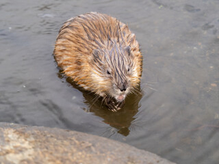 Portrait of a muskrat, ondatra zibethicus, rodent found in wetlands