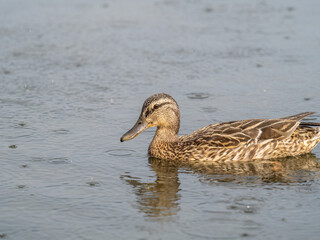 Mallard female Duck swims in the pond in the rain.