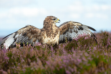 Close up of an adult Buzzard mantling in open moorland when the heather is in full bloom.  Scientific name: Buteo Buteo.  Clean background.  Copy Space.